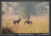Antilopes au parc de l'Akagera, au Rwanda