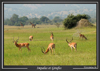Gazelles au parc de l'Akagera, au Rwanda