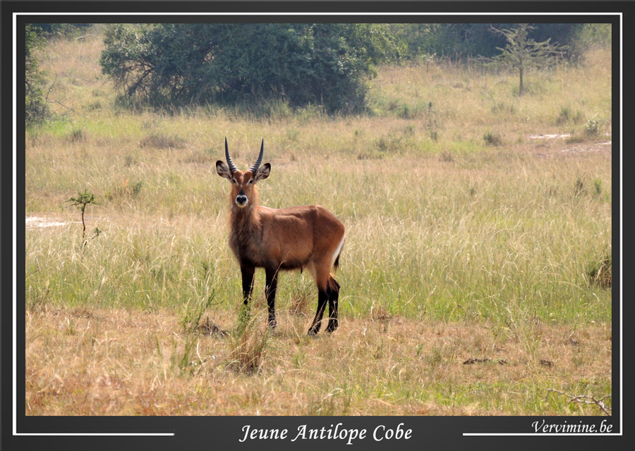 antilope cobe parc akagera rwanda