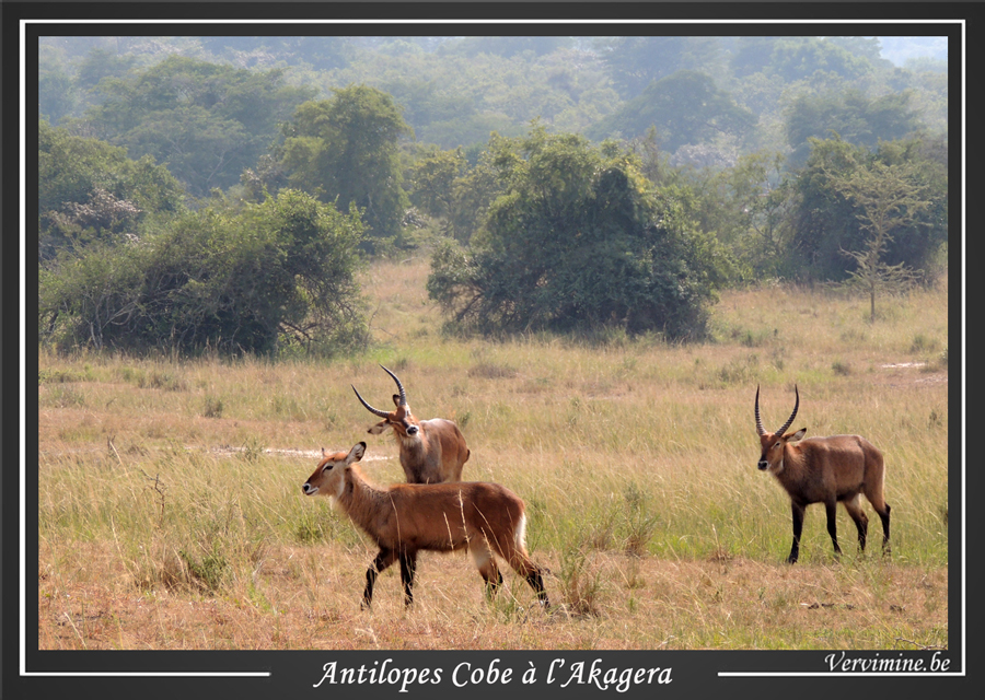 antilope cobe akagera rwanda