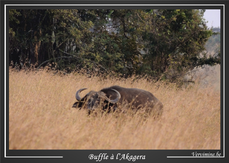 Buffles au parc de l'Akagera  au Rwanda