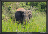 elphant au parc de l'Akagera, au Rwanda
