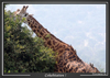 Giraphes au parc de l'Akagera, au Rwanda