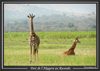 Giraphes au parc de l'Akagera, au Rwanda