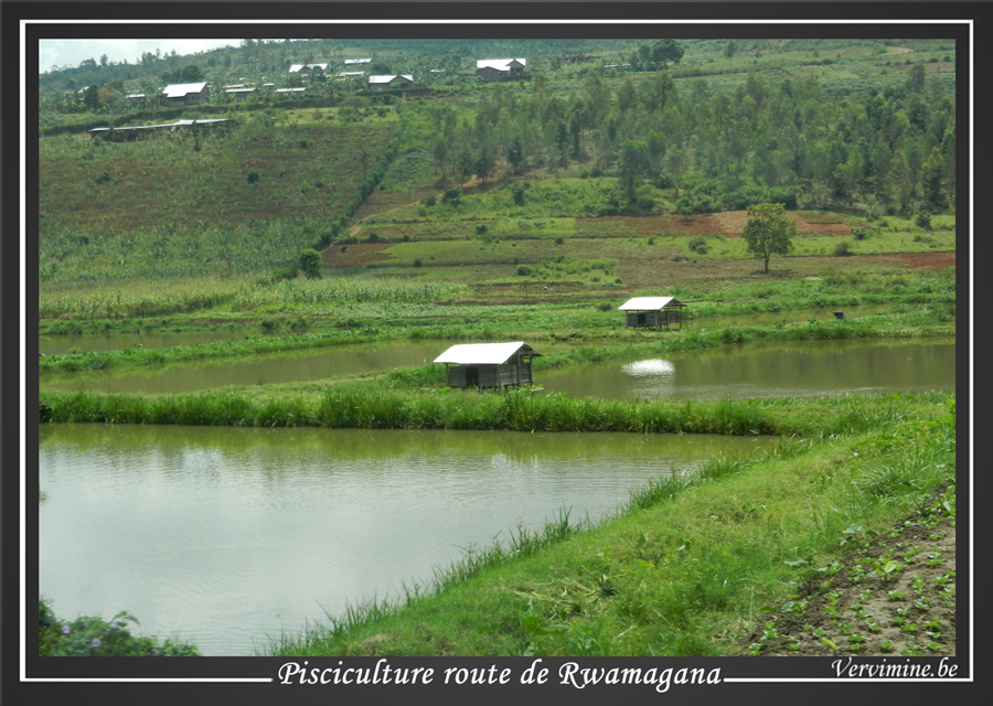 pisciculture au Rwanda