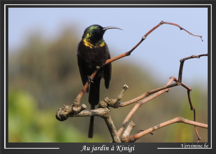 Colibri Kinigi Rwanda
